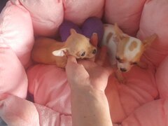 Vand puisori superbi de Chihuahua MiniToy