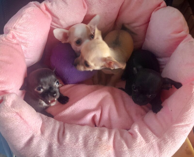 Vand puisori superbi de Chihuahua MiniToy