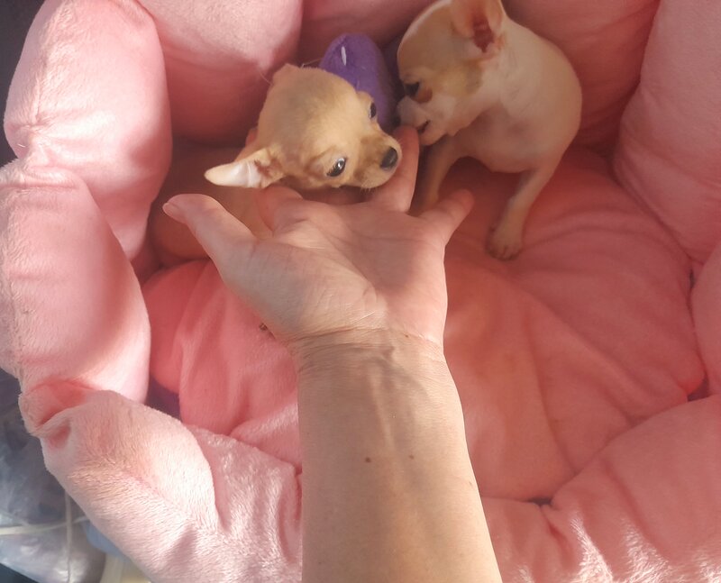Vand puisori superbi de Chihuahua MiniToy